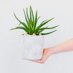 Plantar aloe vera