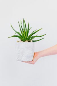 Guia Completo de Cultivo de Aloe Vera: Como Plantar em Casa e Aproveitar Seus Benefícios