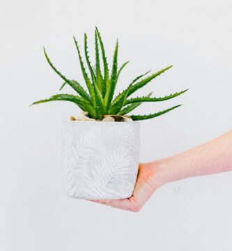 Plantar aloe vera