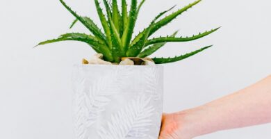 Plantar aloe vera