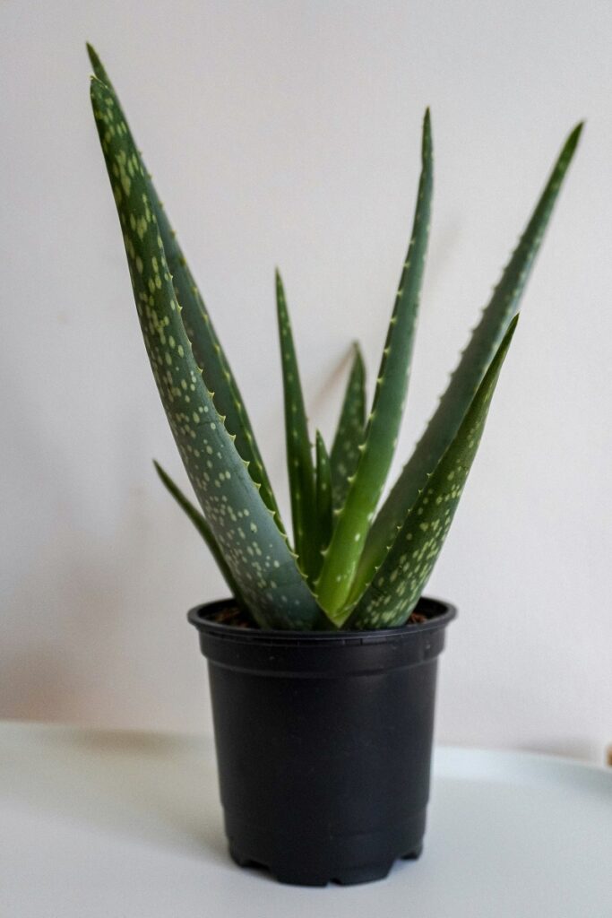 Aloe Vera