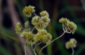 Como Plantar o Chá de Marcela